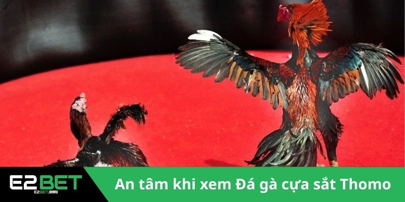 An tâm khi xem Đá gà cựa sắt Thomo