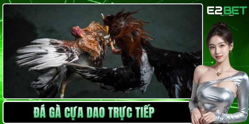 Đá Gà Cựa Dao Trực Tiếp | Trận Chiến Sinh Tử Kịch Tính Tại E2BET 5 Đá gà cựa dao trực tiếp
