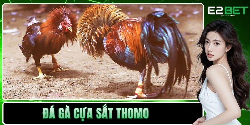 Đá Gà Cựa Sắt Thomo - Trận Chiến Rực Lửa Tại Đấu Trường Tại E2BET 2 Đá gà cựa sắt Thomo