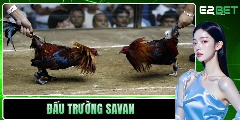 Đấu Trường Savan - Sức Hút Của Những Trận Chiến Kê Tại Lào Tại E2BET 3 Đấu trường Savan