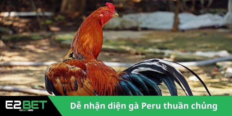 Dễ nhận diện gà Peru thuần chủng 