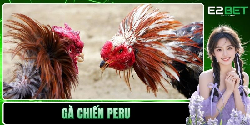 Gà Chiến Peru - E2BET Bật Mí Đặc Điểm Vượt Trội Trên Đấu Trường 1 Gà chiến Peru