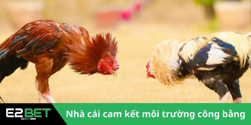 Nhà cái cam kết công bằng trong mọi kết quả 