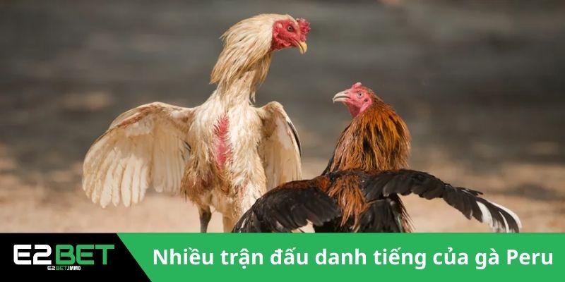 Nhiều trận đấu danh tiếng của gà Peru