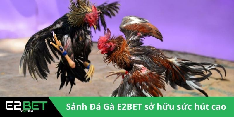 Sảnh Đá Gà E2BET sở hữu sức hút đặc biệt 